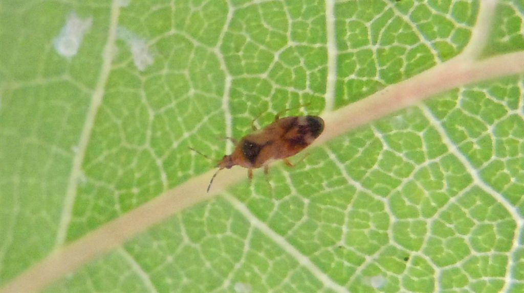 Anthocoridae: Anthocoris cfr. minki della Campania (NA)